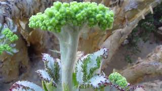 Spring in Namibia [upl. by Charley]