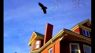 Identify crow fanshaped tail vs raven wedge Vshape tail [upl. by Harwell]