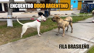 Encuentros CANINOS callejeros DOGO ARGENTINO Tipo Bull Fila Brasileño pastor alemán PT 2 [upl. by Anora]