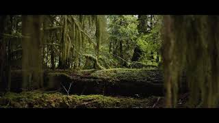 Ursa Mini Pro 12k  Forest Footage [upl. by Newfeld]