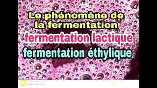 le phénomène de la fermentation [upl. by Neva]