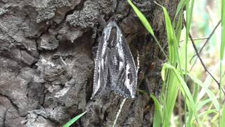 Huge Witchetty Grub Moth [upl. by Tiphane]