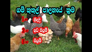 කුකුල් පාලනේ ක්‍රම 1 සියුම් 2 අඩ සියුම් 3 නිදලි ක්‍රමය  gam kukul palanaya  poultry management [upl. by Ylrebmyk]