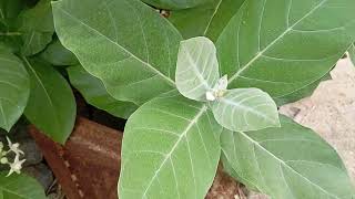 the Arka plant is Calotropis procera or Calotropis gigantea  13 November 2024 [upl. by Alet]