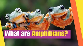 What are Amphibians  Learn the characteristics of amphibians  Lesson Boosters Science [upl. by Lapides]