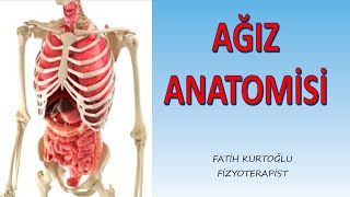 Ağız Anatomisi  Sindirim Sistemi  İç Organlar 1 [upl. by Merilee]