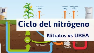 Ciclo del Nitrógeno  Nitratos vs Urea [upl. by Drus546]