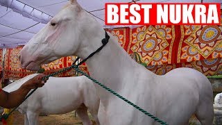 Best quality Marwari and Nukra horses at Jagraon Punjab [upl. by Ytineres789]