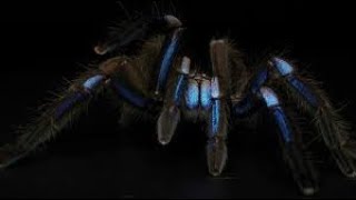 TARANTULA la araña mas grande del mundo animales animals viralvideo video [upl. by Tatiana630]