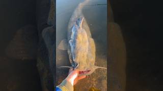 Epic flathead release 💪💯🔥 fishing catfish flathead release [upl. by Sutsuj877]