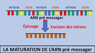 La transcription de lADN en ARN messager [upl. by Amelina]