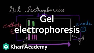 Gel electrophoresis  Chemical processes  MCAT  Khan Academy [upl. by Malvin]