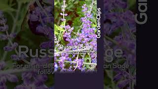 Russian Sage  Perovskia atriplicifolia [upl. by Akim]