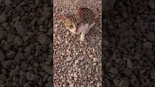 cat short video42 [upl. by Riada]