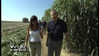 Prove in campo per Coprob il sorgo da biomassa [upl. by Scuram]