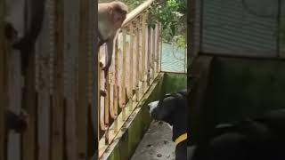 These chimps come by everyday to keep the doggo company video love dog monkey [upl. by Drallim]