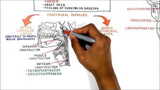 Pharyngeal Muscles [upl. by Mattson1]