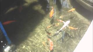 DIY FiLter on a smaLL KOI pond [upl. by Merola993]