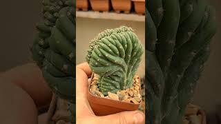 trichocereus pachanoi cristata suculentas plantassuculentas [upl. by Saqaw]