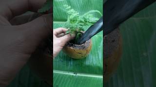 Make plant pots from coconuts [upl. by Dercy]