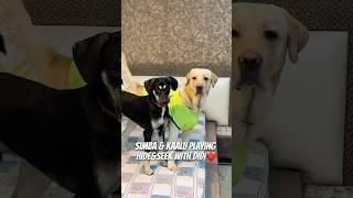 My Dogs Playing HideampSeek ❤️🐾 doglover ytshorts dogshorts minivlog pets [upl. by Grey]