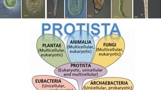 Kingdom Protista [upl. by Capps]