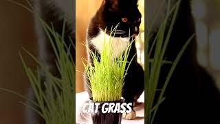 Cat Grass [upl. by Haidej275]