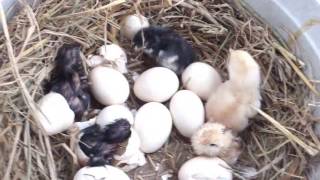 Latest Live Hen Hatching Eggs 2022 [upl. by Livvyy]