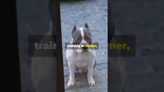 The most dangerous dog breed in the world pets playwithyourdog yourdogsplus1 doglover puppy [upl. by Mor]