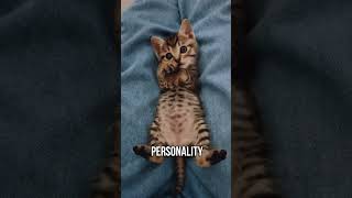 🐾Explore the ideal cat breed for your personality✨ [upl. by Eudosia]