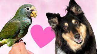 Talking Dog meets Bird Mila  Pionus Parrot Yuki [upl. by Onirefes]