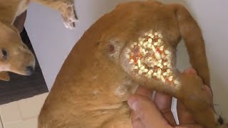 Remove maggot from dog skin  Mangoworms Removal 42 [upl. by Laaspere]