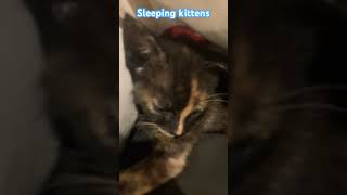 Sleeping kittens 🐱 shorts cat [upl. by Stephens]