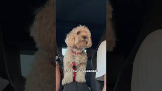 Il compagno di viaggio 🚘 divertente canedivertente cane funnydog dog [upl. by Williamson]