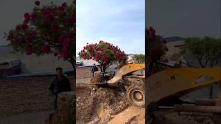 This man called JCB and uprooted this flower tree from its roots [upl. by Eicyac486]