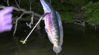 Blowgun Fishing Snakeheads [upl. by Naujahs612]