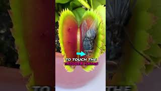 How to Escape a Venus Flytrap [upl. by Lananna]