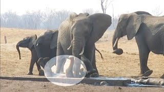 Il cucciolo di elefante rischia di perire ma lintervento della matriarca ha dellincredibile [upl. by Nerraj789]