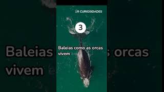 Os 5 Fatos Impressionantes Sobre as Baleias que Você Precisa Saber [upl. by Anaerb]