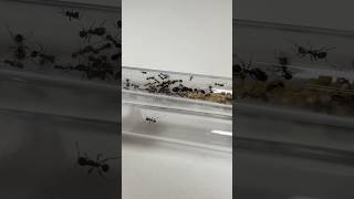 J’ai déménagé mes fourmis moissonneuses [upl. by Nahshon]