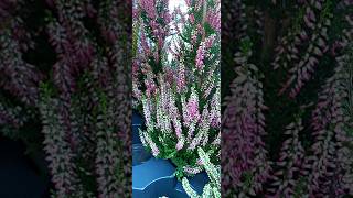 Calluna vulgaris Pyramid [upl. by Irina]