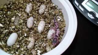 Leopard Gecko Eggs and Hatchlings [upl. by Bendick]