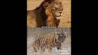 Leão Africano vs tigre de bengala [upl. by Kciwdahc170]