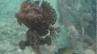 Striated Frogfish Mating [upl. by Quenna68]