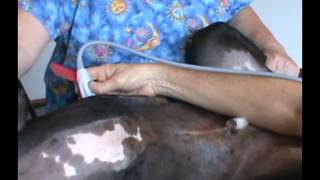 Learning Ultrasound for Veterinarians [upl. by Fanchet]