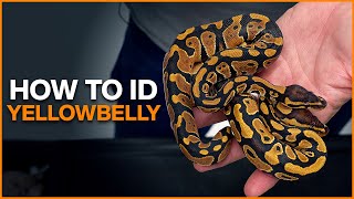 How to Identify Yellowbelly in Ball Pythons [upl. by Dnomaid]