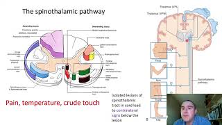 The somatosensory system slide presentation [upl. by Huntingdon]