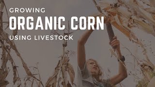 Growing Organic Corn Using Livestock [upl. by Illak667]