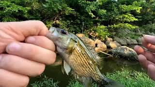 Ten Mile Creek Fly Fishing with Jon [upl. by Yrol]