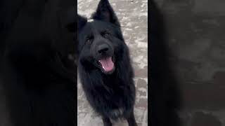 My Mosco  Black German Shepherd  gsd gsdlovers Mosco [upl. by Gerdeen]